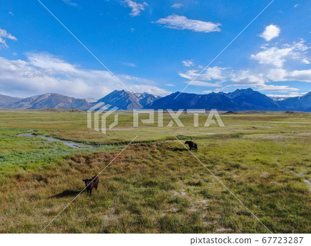 Cows cattle grazing on a mountain pasture next the Lake Crowley 67723287