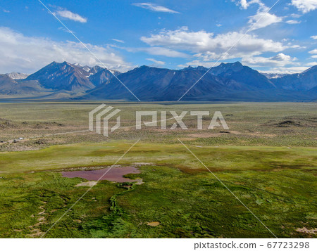 Cows cattle grazing on a mountain pasture next the Lake Crowley 67723298