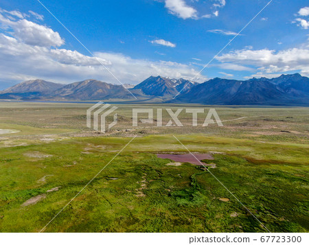 Cows cattle grazing on a mountain pasture next the Lake Crowley 67723300