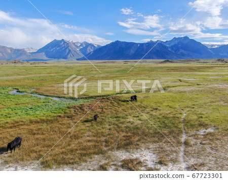 Cows cattle grazing on a mountain pasture next the Lake Crowley 67723301