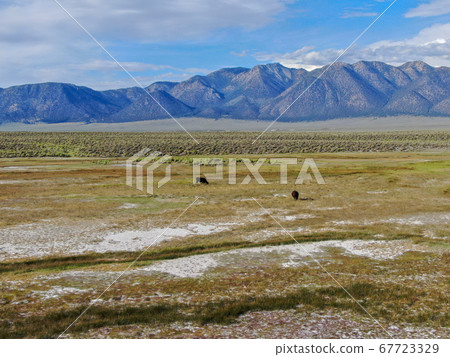 Cows cattle grazing on a mountain pasture next the Lake Crowley 67723329