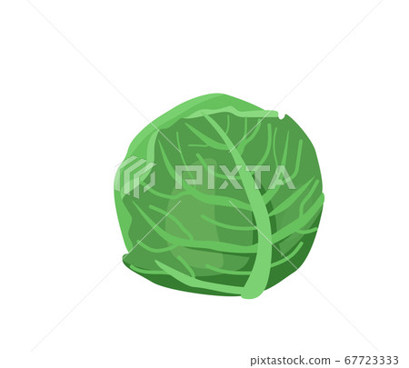Healthy food vector illustration. Cabbage vegetable in bright color cartoon flat style isolated on white background. Organic meal concept Healthy food vector illustration. Cabbage vegetable in bright color cartoon flat style isolated on white background. Organic meal concept 67723333