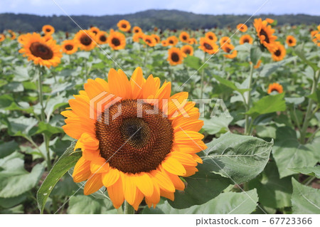 Sunflowers in the field in full bloom Sunflowers in the field in full bloom 67723366