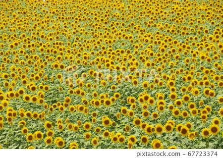 Sunflower field patterned Sunflower field patterned 67723374