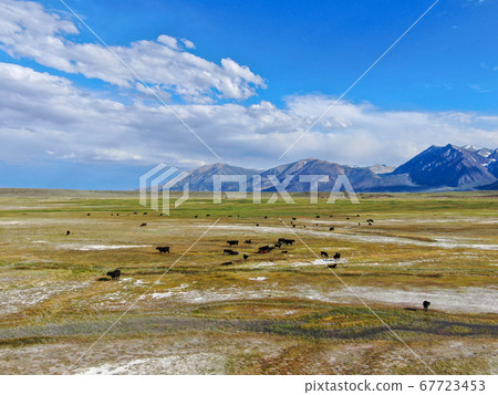 Cows cattle grazing on a mountain pasture next the Lake Crowley Cows cattle grazing on a mountain pasture next the Lake Crowley 67723453