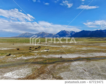Cows cattle grazing on a mountain pasture next the Lake Crowley Cows cattle grazing on a mountain pasture next the Lake Crowley 67723471