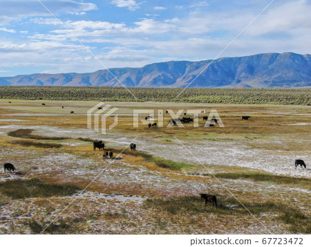 Cows cattle grazing on a mountain pasture next the Lake Crowley 67723472