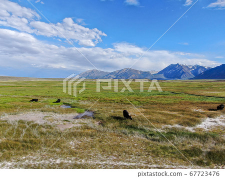 Cows cattle grazing on a mountain pasture next the Lake Crowley 67723476