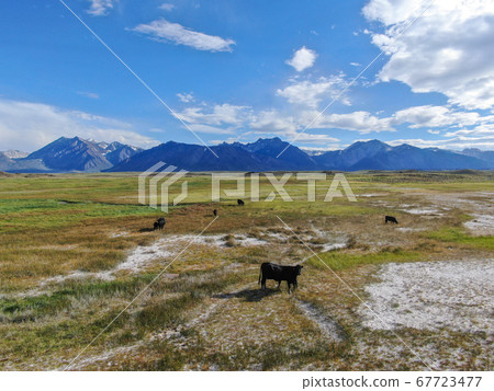 Cows cattle grazing on a mountain pasture next the Lake Crowley Cows cattle grazing on a mountain pasture next the Lake Crowley 67723477