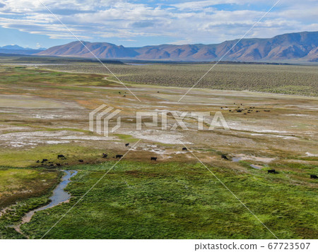 Cows cattle grazing on a mountain pasture next the Lake Crowley Cows cattle grazing on a mountain pasture next the Lake Crowley 67723507