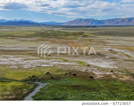 Cows cattle grazing on a mountain pasture next the Lake Crowley 67723657