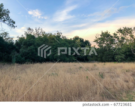 Dry grass and wheat field meadow during sunset. 67723681