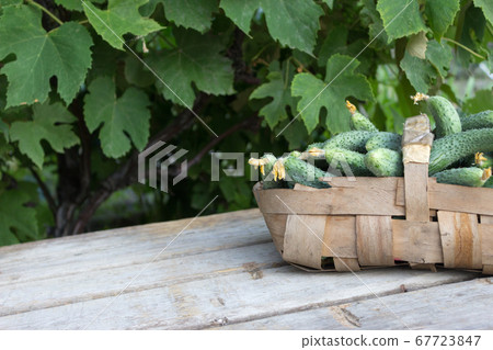 Fresh cucumbers in a basket on a wooden background 67723847