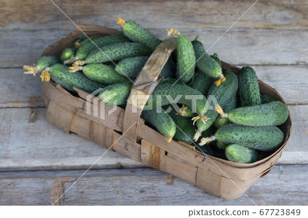 Large basket of cucumbers from the garden bed 67723849