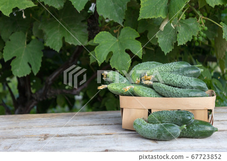 Fresh cucumbers in a basket on a wooden background 67723852