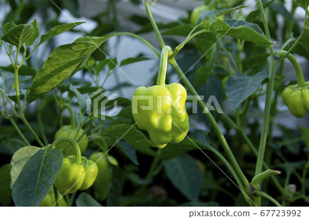 Peppers on the vegetable bed at the summer season Peppers on the vegetable bed at the summer season 67723992