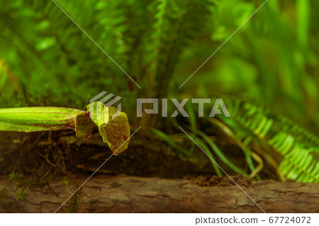 carnivorous buttercup plants at morning fog in the jungle carnivorous buttercup plants at morning fog in the jungle 67724072