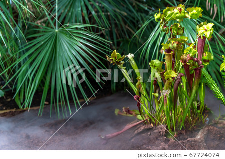 Carnivorous plants in a botanical garden 67724074