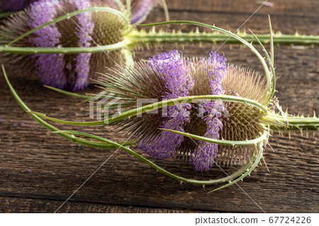 Wild teasel flowers on a table, closeup Wild teasel flowers on a table, closeup 67724226