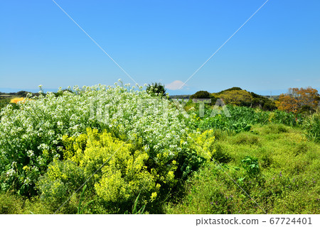 神奈川縣三浦市初音町下宮山富士山風景 神奈川縣三浦市初音町下宮山富士山風景 67724401