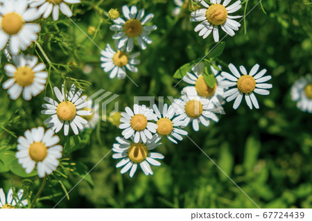 Daisies in the grass. Chamomile flowers field close up. Daisy flowers Daisies in the grass. Chamomile flowers field close up. Daisy flowers 67724439
