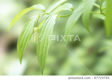 大岩山和大岩神社 大岩山和大岩神社 67724784