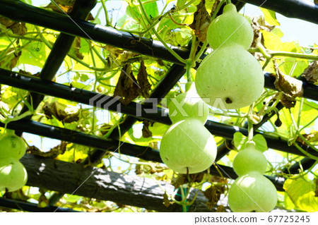 A gourd hanging from a shelf raised in a gourd pond in Oi town. 67725245