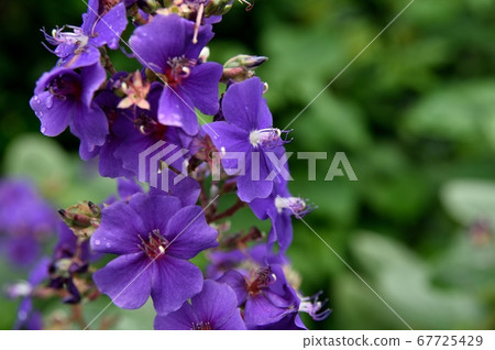 Sicono Buttan Flower Sicono Buttan Flower 67725429
