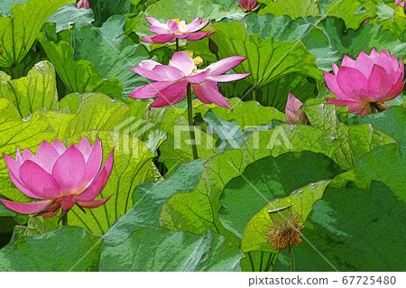 一朵蓮花 一朵蓮花 67725480