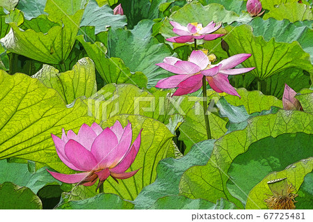 一朵蓮花 一朵蓮花 67725481
