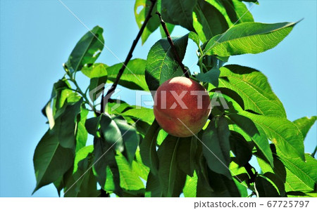 Real fruit Real fruit 67725797