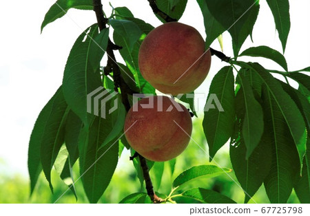 Peach fruit Peach fruit 67725798
