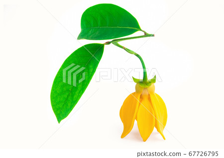 Yellow aroma flower Ylang Ylang or Ilang ilang 67726795