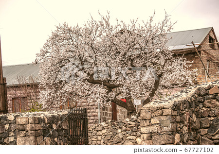 Old beautiful flowering apricot tree, spring in the yard of a rural house in Armenia Old beautiful flowering apricot tree, spring in the yard of a rural house in Armenia 67727102