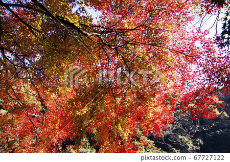 Aiki隧道小組的秋葉 Aiki隧道小組的秋葉 67727122