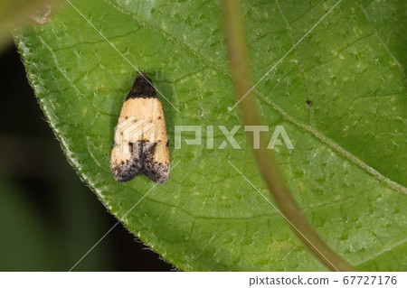 Living creature Insect Karehachibimaruhabiga, several millimeters in length. It looks like rice husks of grasses (I personally think) Living creature Insect Karehachibimaruhabiga, several millimeters in length. It looks like rice husks of grasses (I personally think) 67727176
