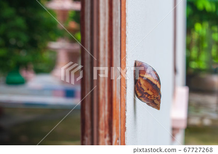 Snail, Land snail, terrestrial pulmonate gastropod 67727268