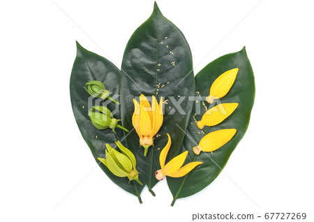 Yellow aroma flower Ylang Ylang or Ilang ilang Yellow aroma flower Ylang Ylang or Ilang ilang 67727269