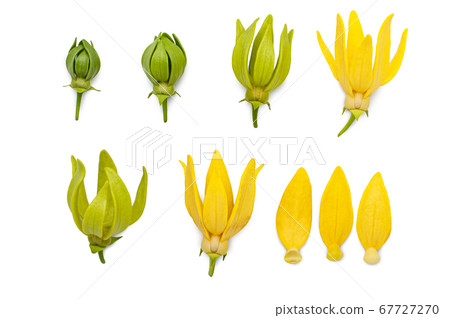 Yellow aroma flower Ylang Ylang or Ilang ilang Yellow aroma flower Ylang Ylang or Ilang ilang 67727270