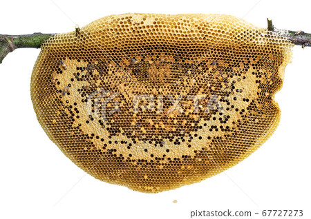 Honey bee beehive closeup on stick isolated on Honey bee beehive closeup on stick isolated on 67727273