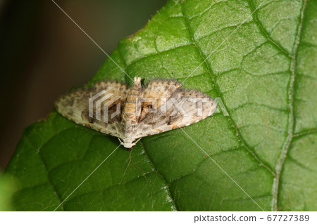 Creature Insect Aya Hoso Koyaga, one wing widened wing. There are various wing patterns that seem to be the smallest class in the Family Creature Insect Aya Hoso Koyaga, one wing widened wing. There are various wing patterns that seem to be the smallest class in the Family 67727389