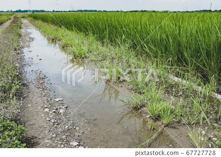 Rural fields after rain Puddle on farm road and growing rice paddy a-3 film style 67727728