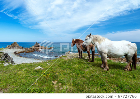 [Aomori Prefecture Shimokita Peninsula Shirizaki] Scenery with Tsugaru Strait and a cold horse 67727766