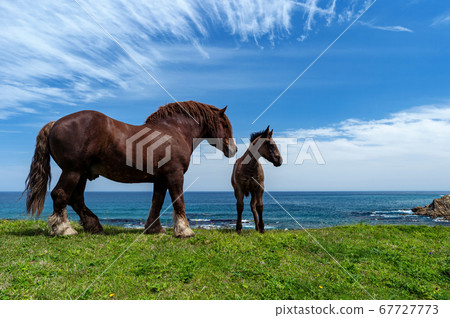 [Shimokita Peninsula Shiriyazaki, Aomori Prefecture] Scenery with the Tsugaru Strait and the Kanma horse parent and child 67727773