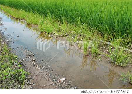 雨後的鄉村農田的水坑和水稻田c-2 67727857