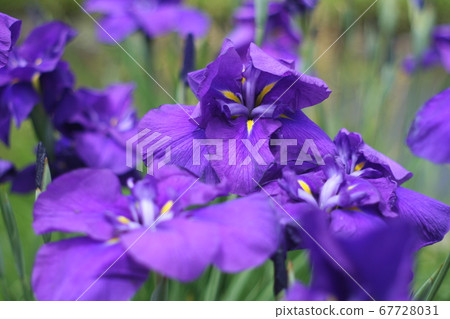 It looks like the iris has a face It looks like the iris has a face 67728031