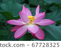 蓮花 67728325