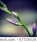 雨後的圓點 67728328