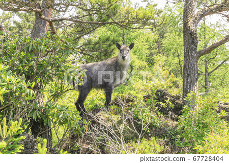 Mount Asama Onioshidashi Deer 67728404