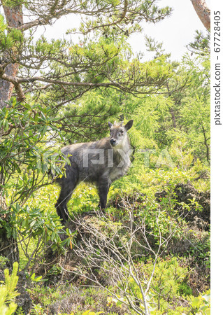 Mount Asama Onioshidashi Deer Mount Asama Onioshidashi Deer 67728405